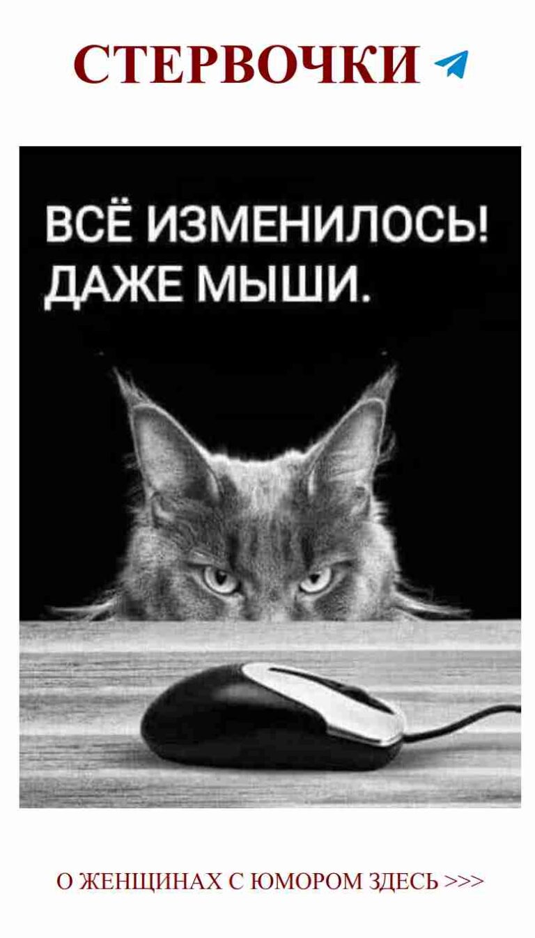 Кошачий юмор: За что коты любят компьютерные мыши