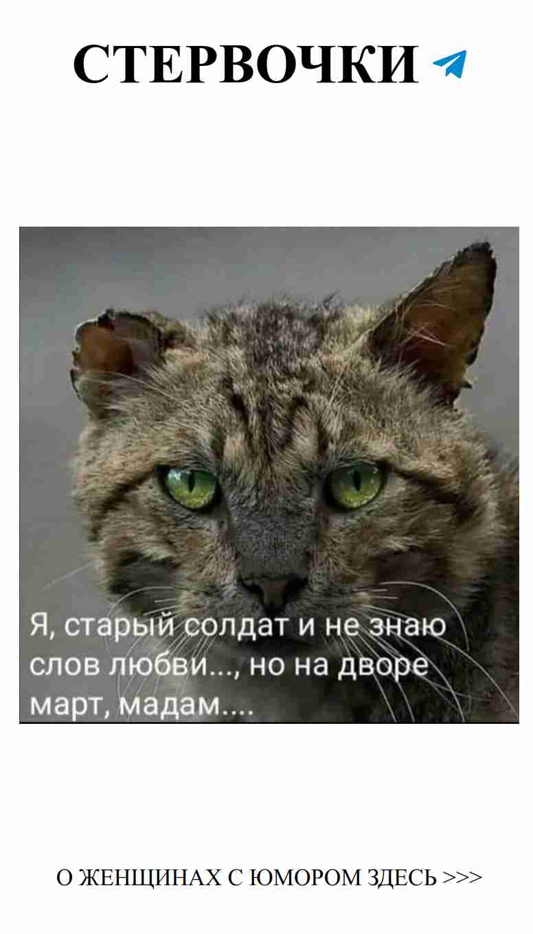 Когда любовь встречает юмор: мурчание счастья