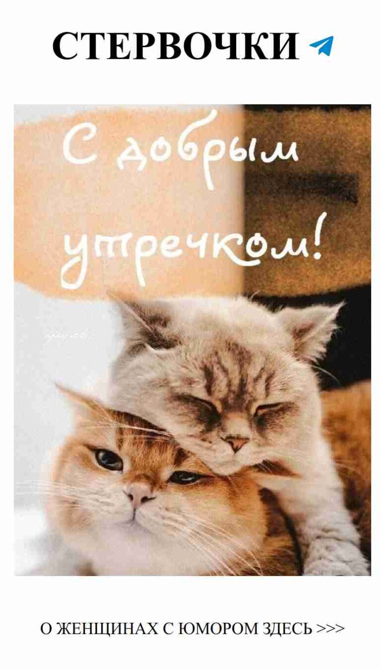 Утро с любимыми: когда коты тоже влюблены