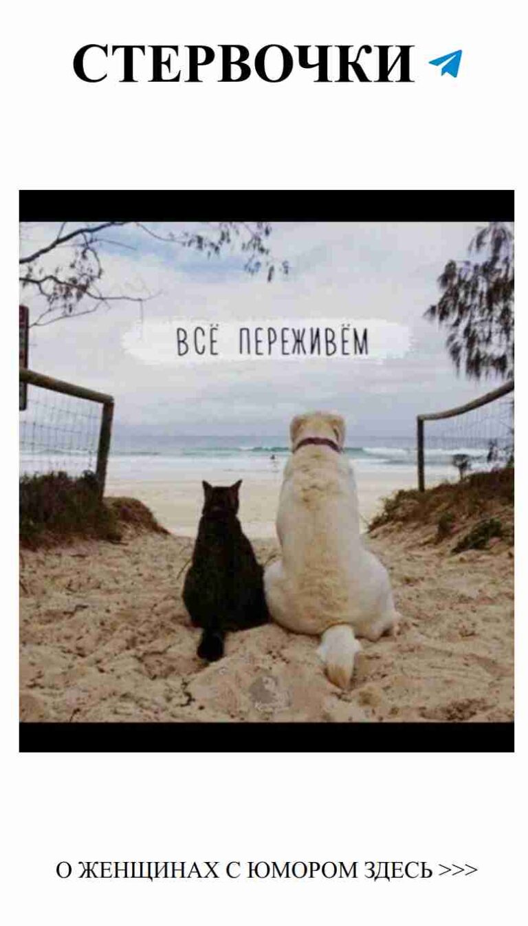 Две собаки и кот на пляже вместе с морем любви