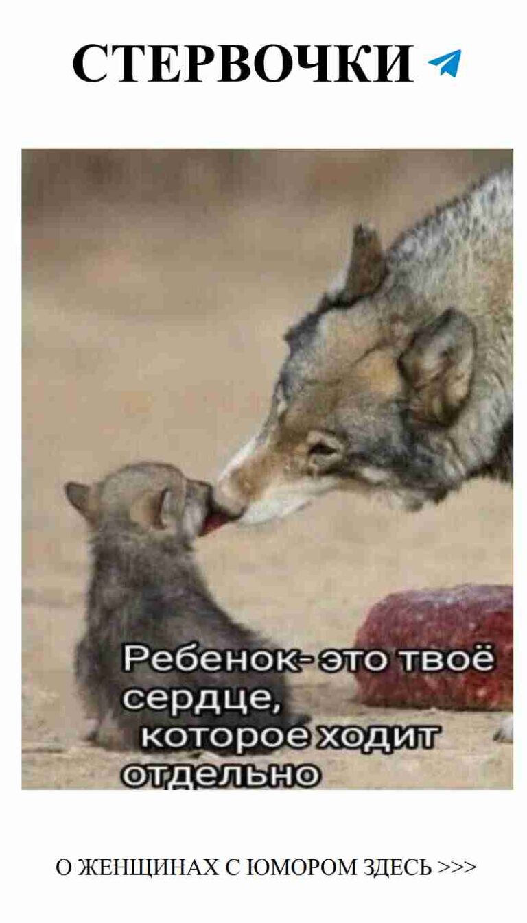 Когда собака и кот становятся любовными комиками