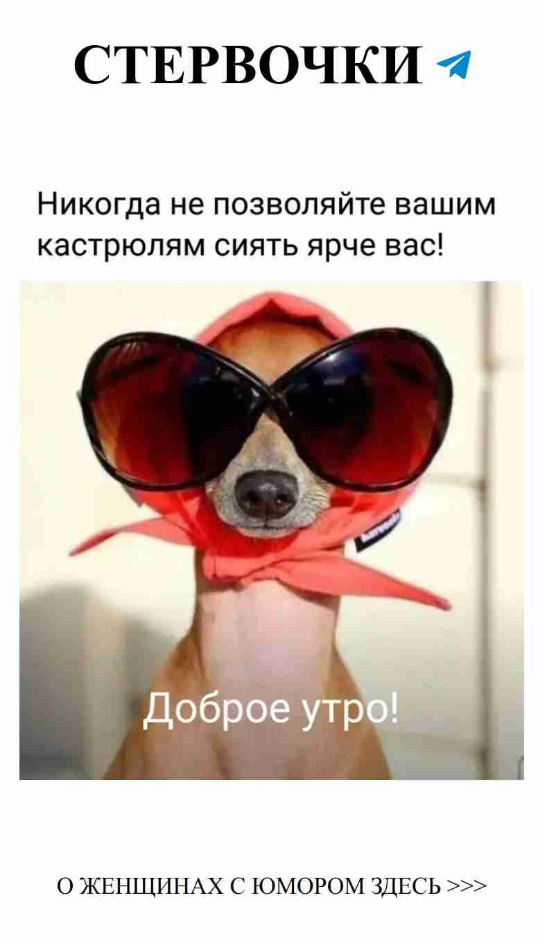 Собака в очках – лучшее утреннее настроение для любви