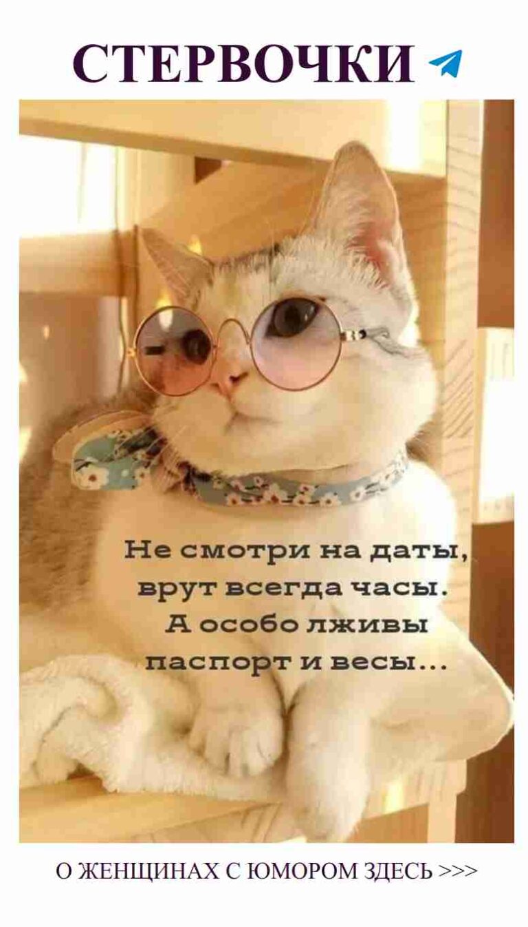 Кот с очками и шарфом на полке с любовью и юмором