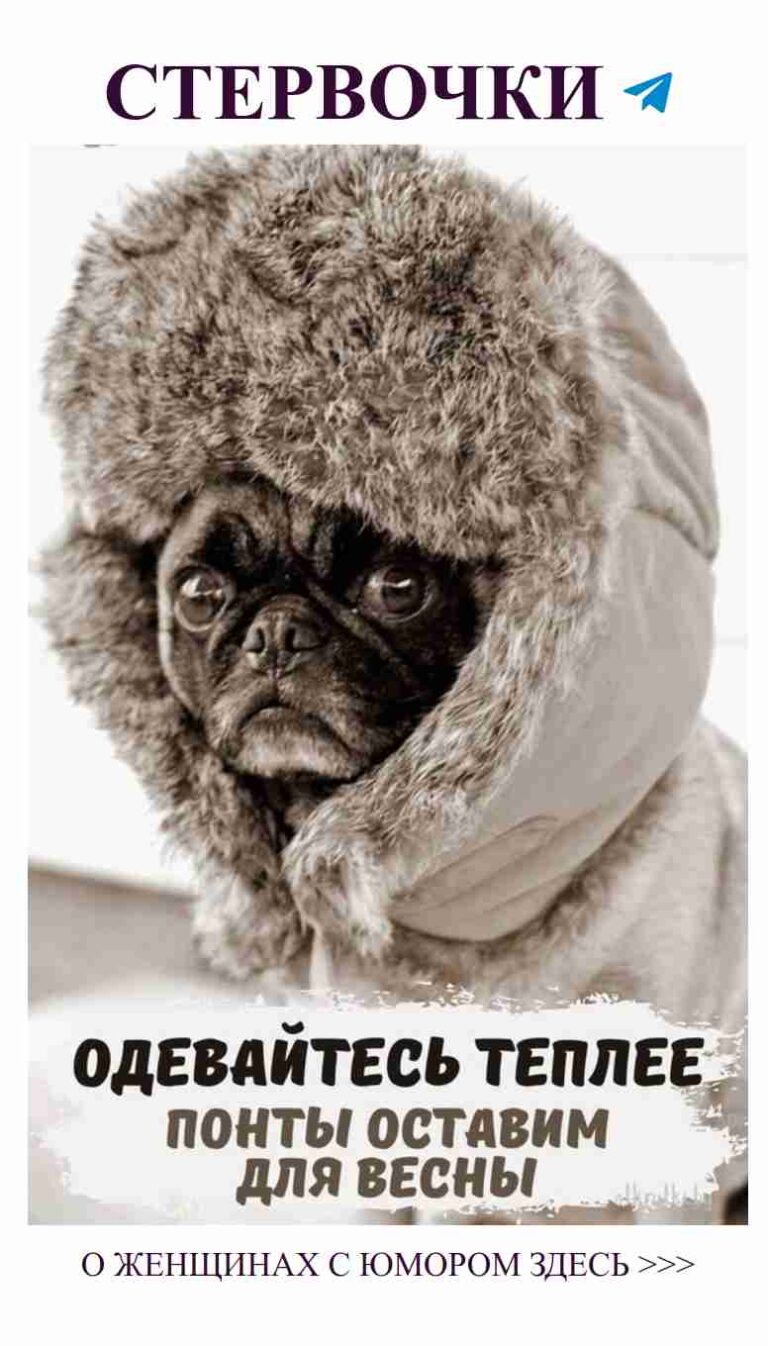 Моя любовь к забавным собачкам в зимних шапках