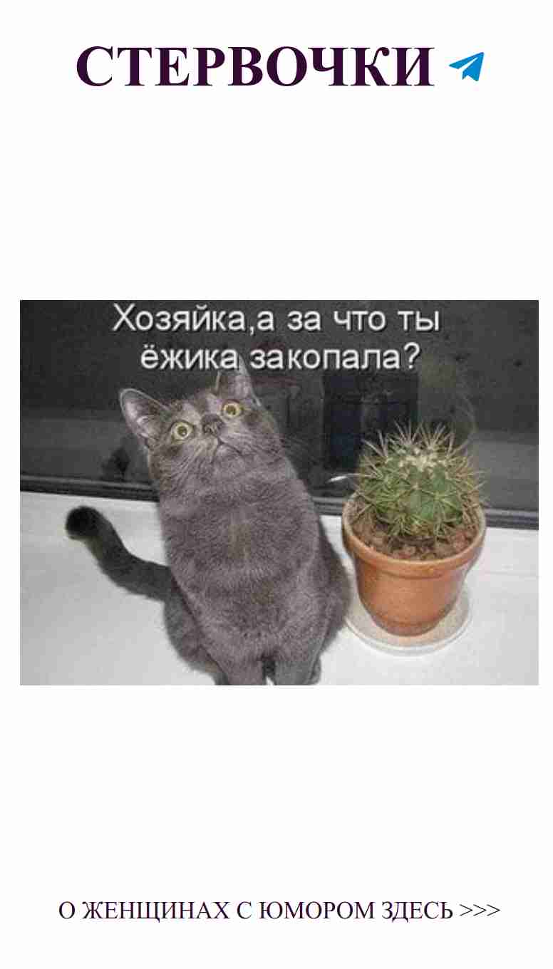 Какой знак любви вы найдете в самом милом коте?