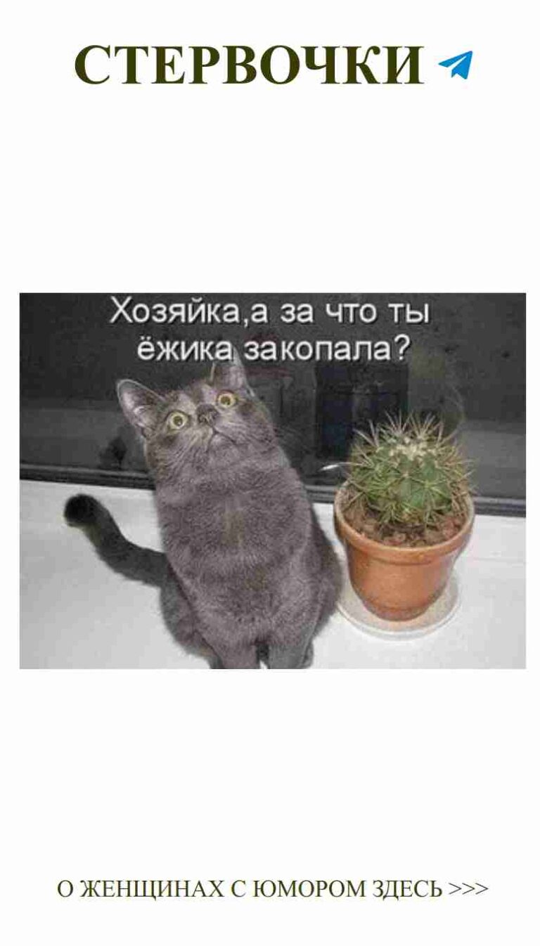 Сердце твоей кошки: любовь и смешные моменты