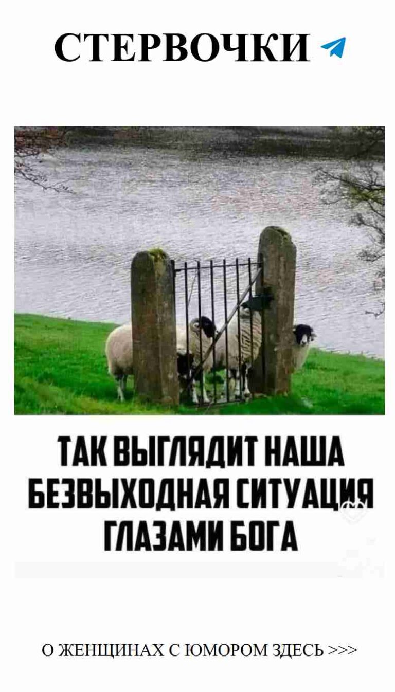 Две овечки за воротами и веселые истории о любви