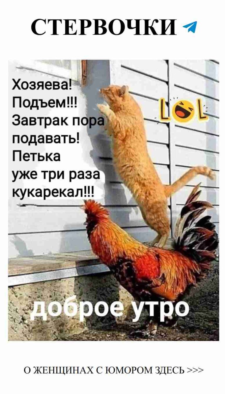 Когда кот решил переспорить курицу о любви