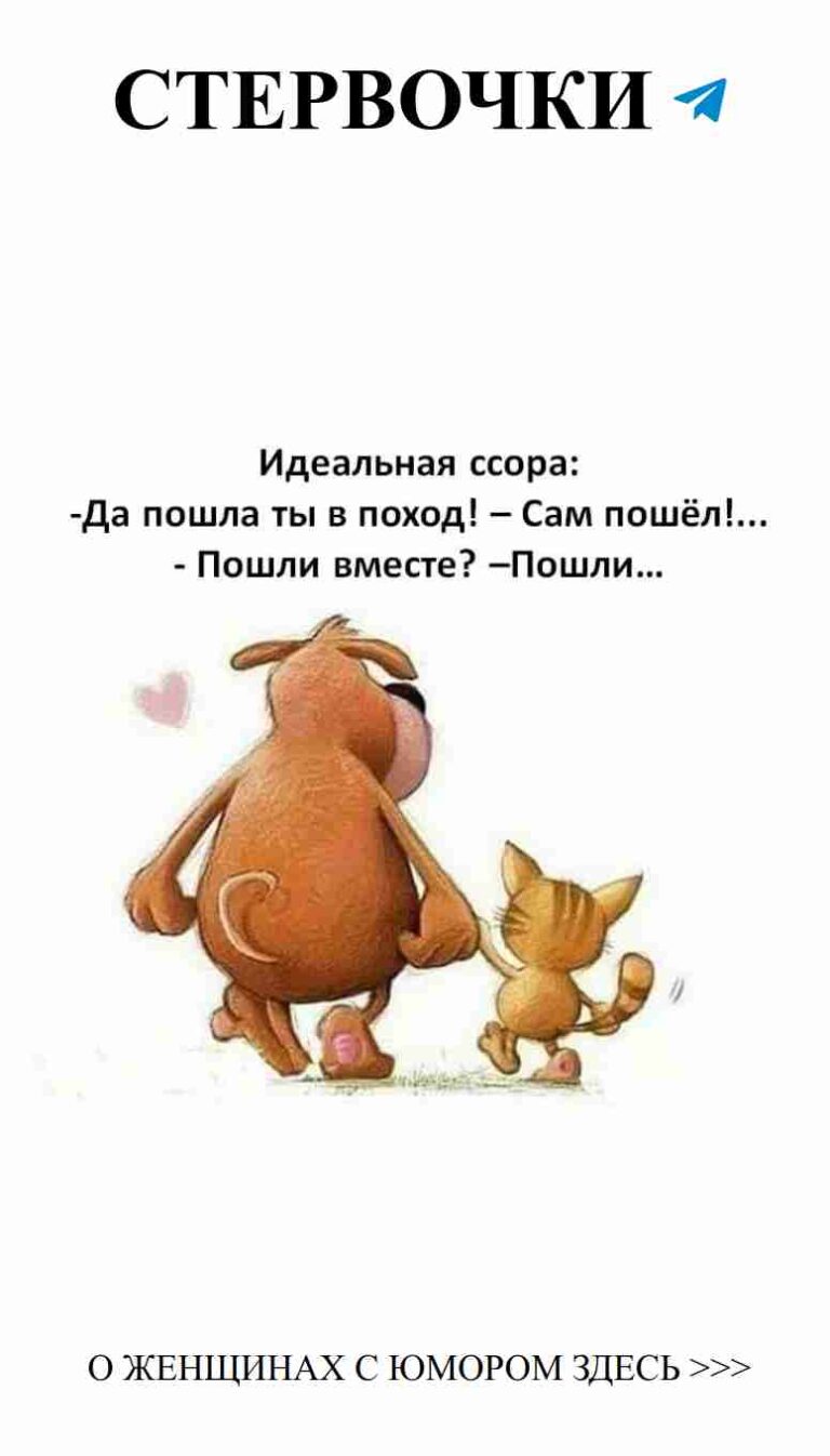 Когда кот и собака рядом, оживает любовь и юмор