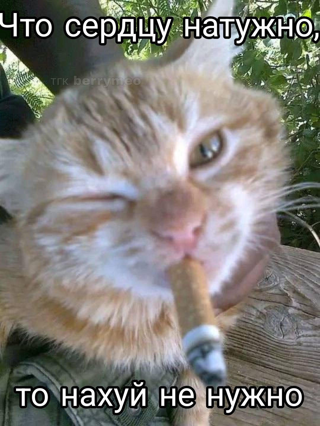тгк berrymeo