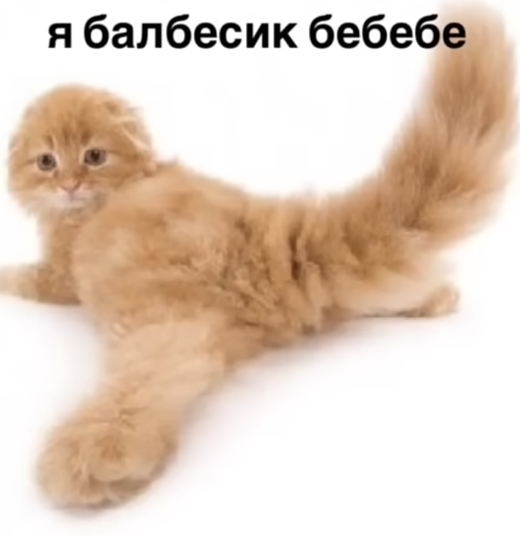 супер мили котики