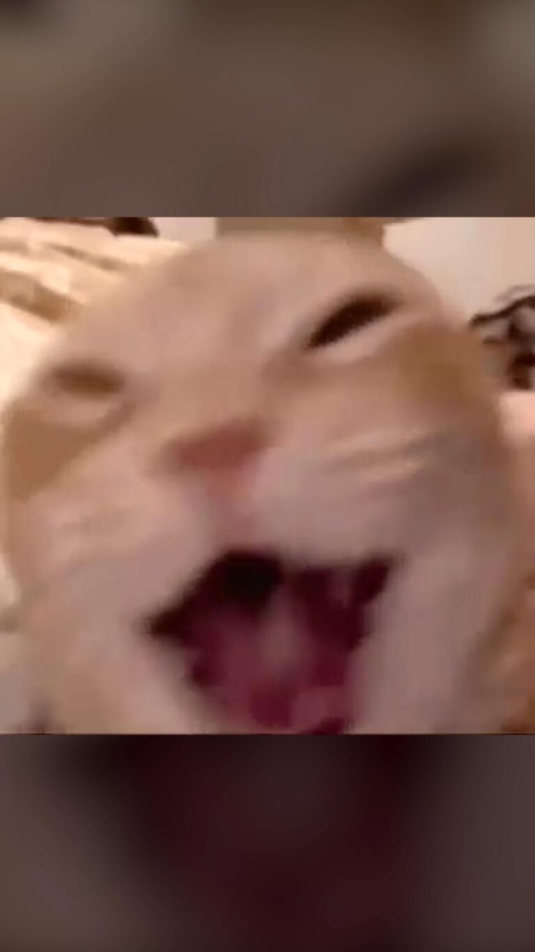 Laughing Cat Meme