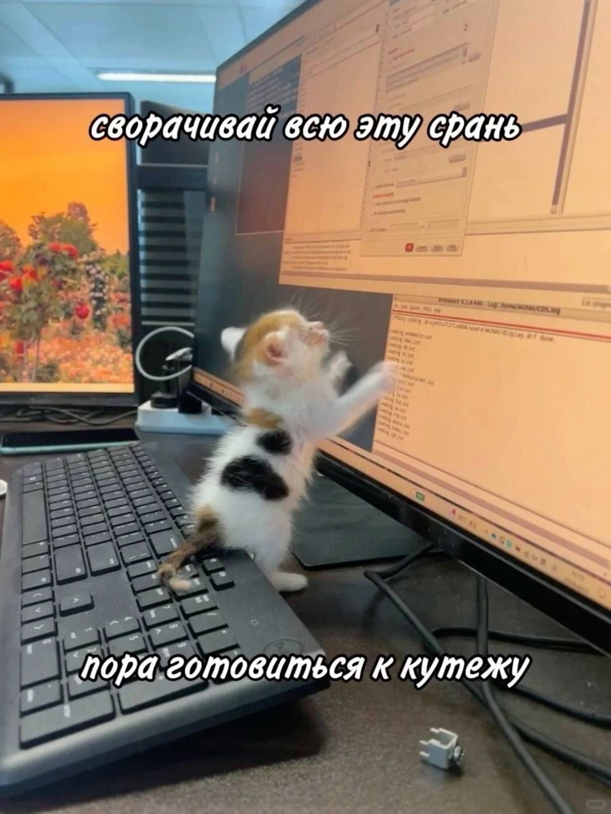 мем с котом