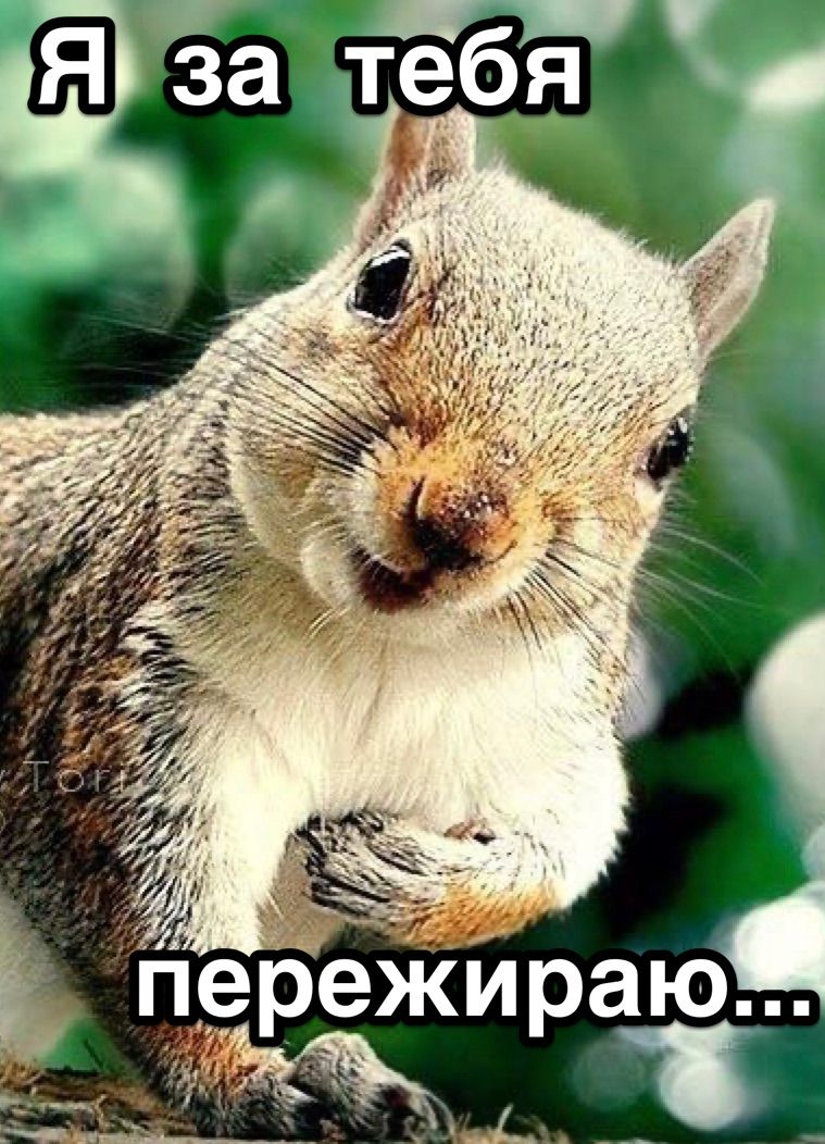 Мемы белка