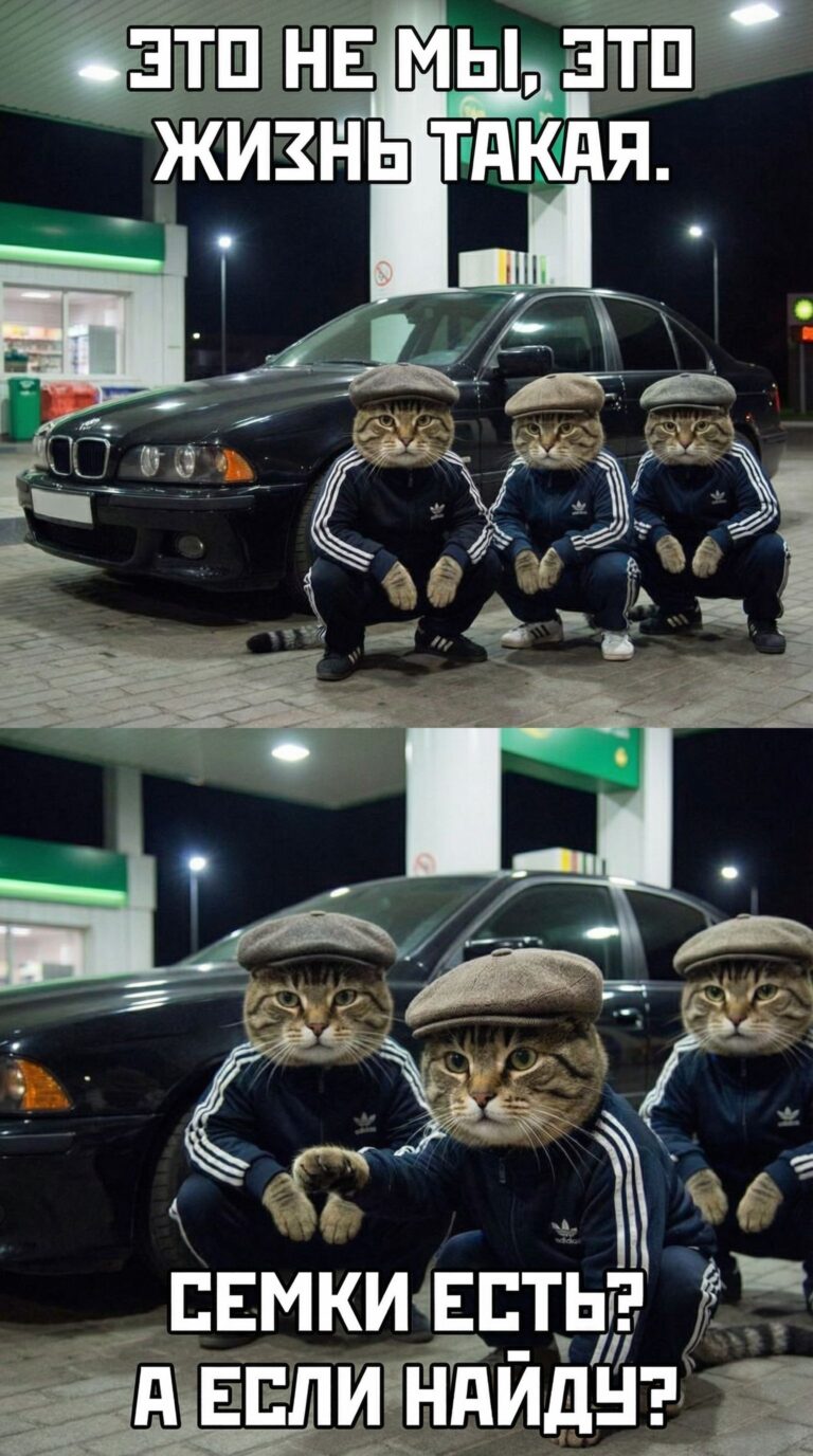 Смешные мемы с котами в спортивной одежде: жизнь в абсурде