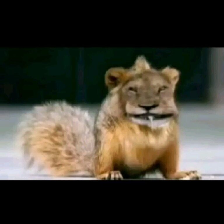 мем лев белка тик ток