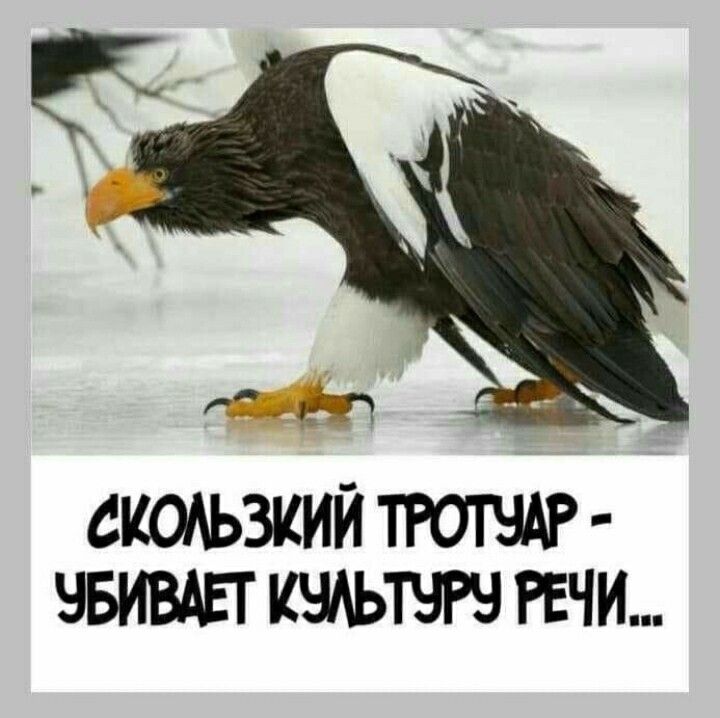 Фото 915795393260 из альбома Разное. Смотрите в группе Реальность наша в ОК