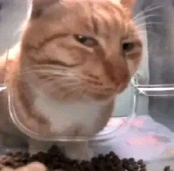 mr fresh or fresh bro icon / profile picture