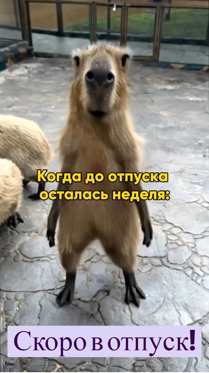 Скоро в отпуск!