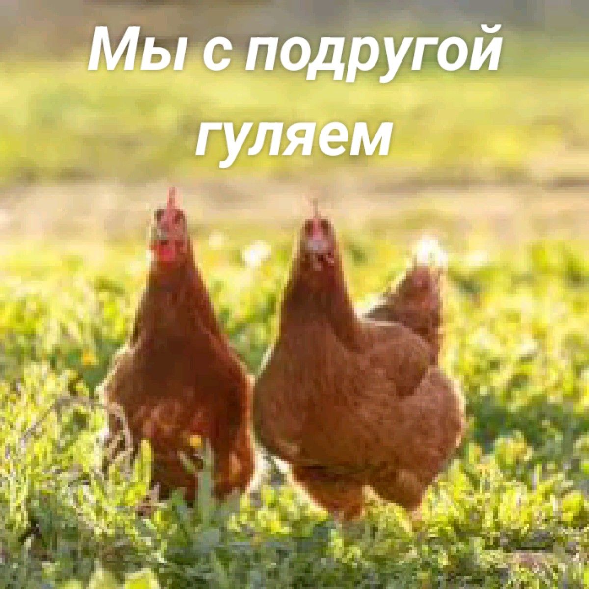 Мы с подругой гуляем
