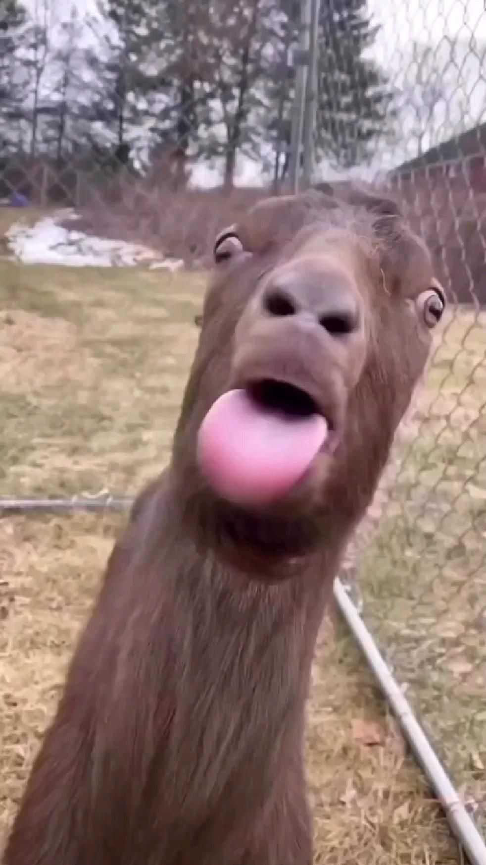 لغة حيوانات