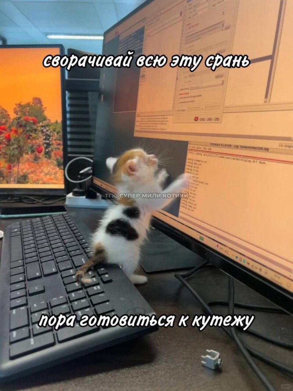 тгк: супер мили котики