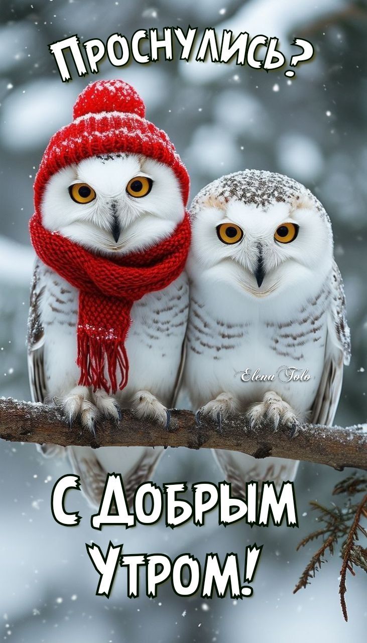ПРОСНУЛИСЬ? ДОБРОЕ УТРО! ❄🎄🦉🦉❄🎄