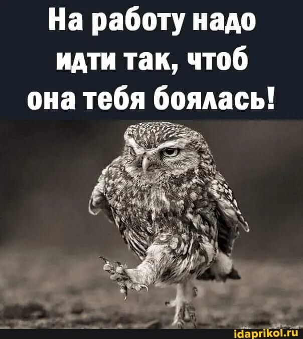 На работу надо идти так, чтоб она тебя боялась! – АйДаПрикол