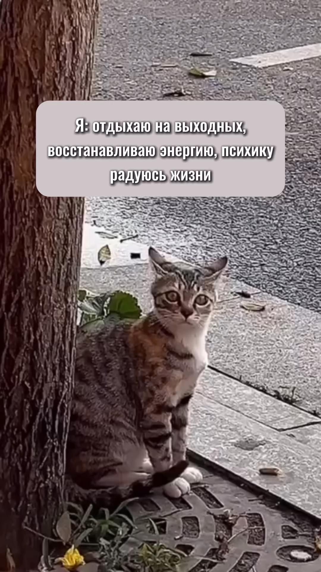 рабочие чаты