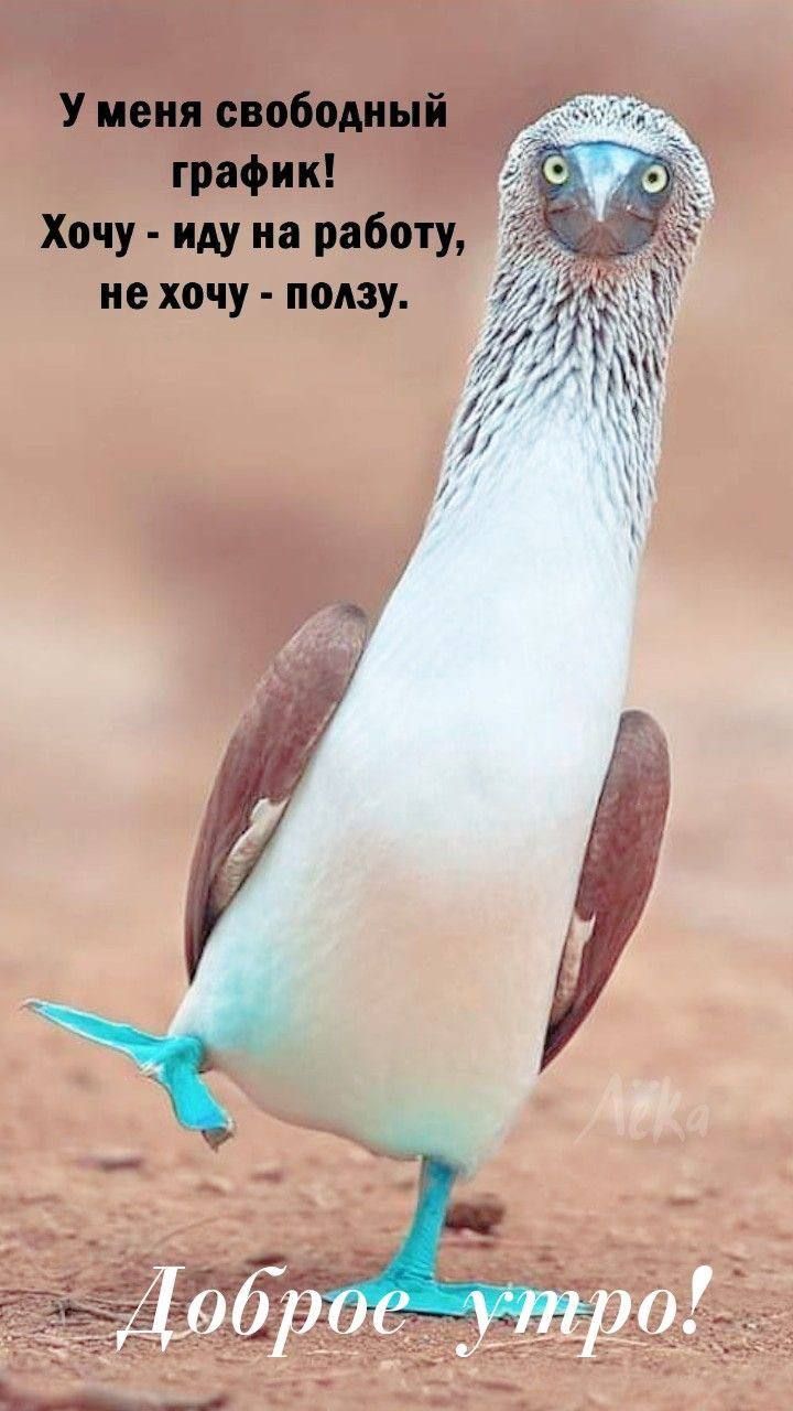 На работу,юмор