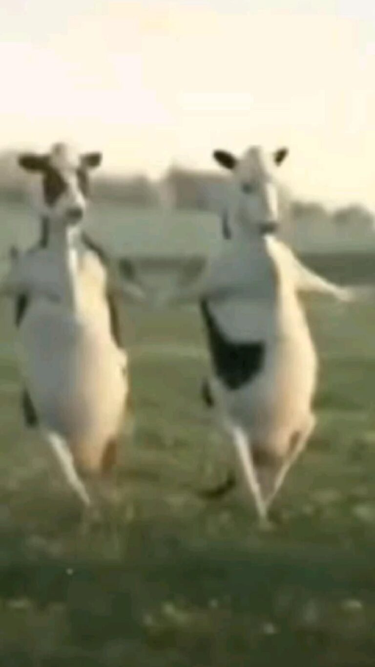 коровы dance