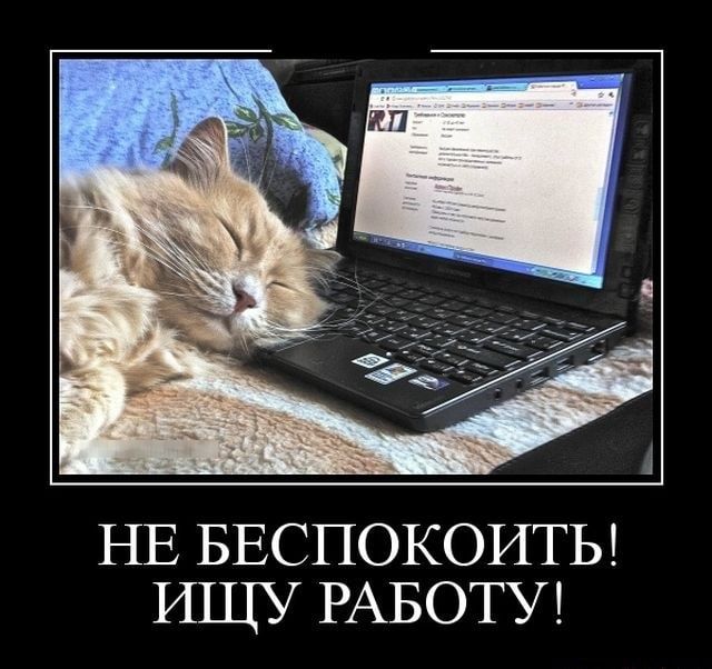 НЕ БЕСПОКОИТЬ! ИЩУ РАБОТУ! – АйДаПрикол