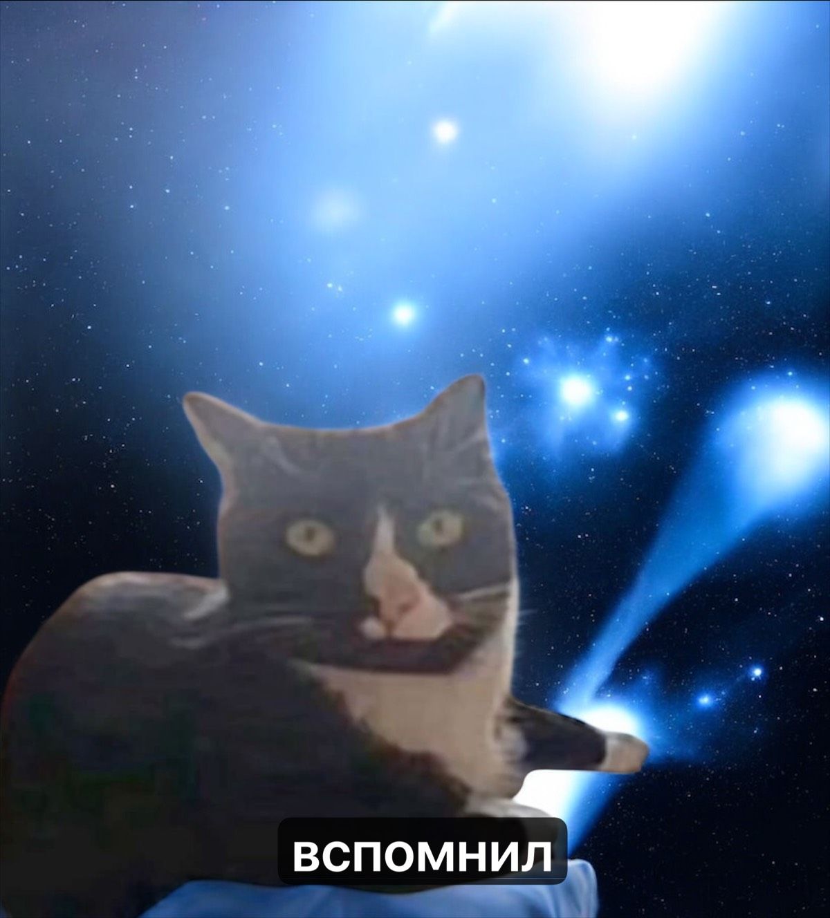 Кот вспомнил