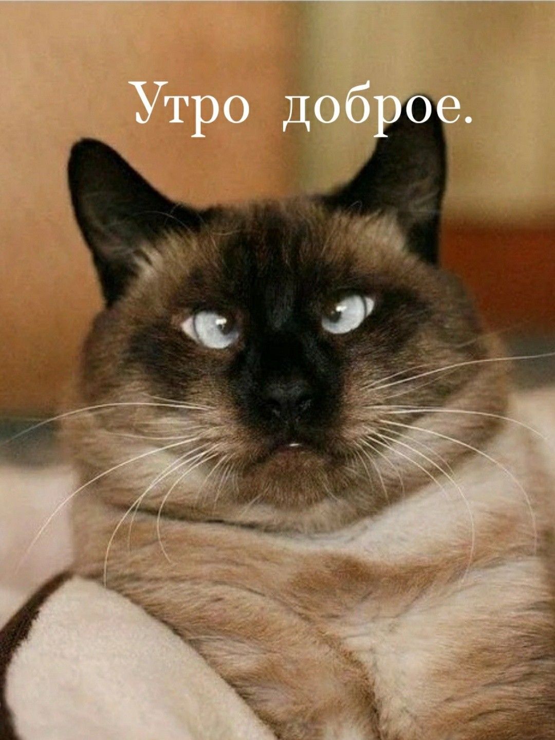 картинки доброе утро смешные