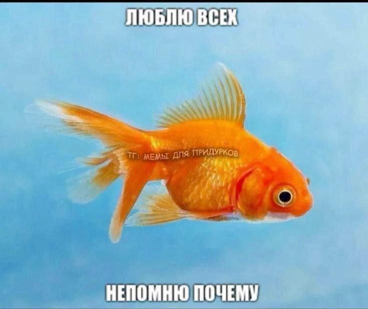 тг: мемы для придурков