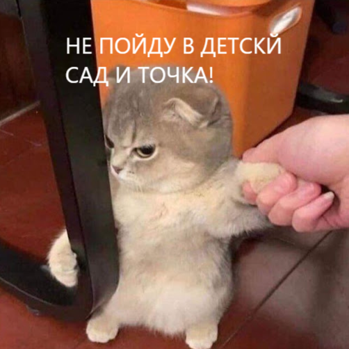 Смешной котик