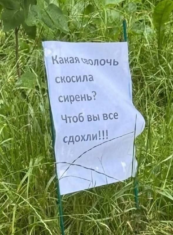 Какая сволось скосила сирееь? #slavicsummer