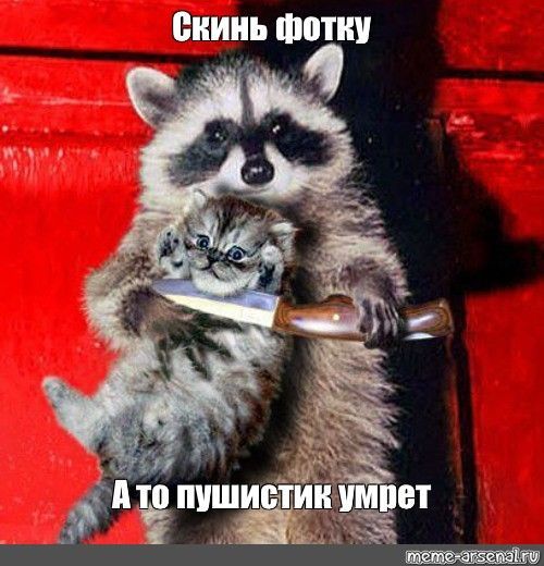 Мем: “Скинь фотку А то пушистик умрет”