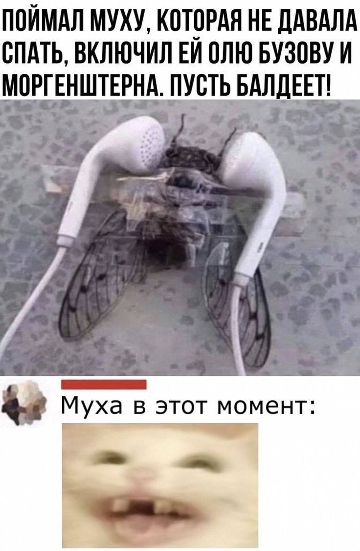 Муха словила Кайф