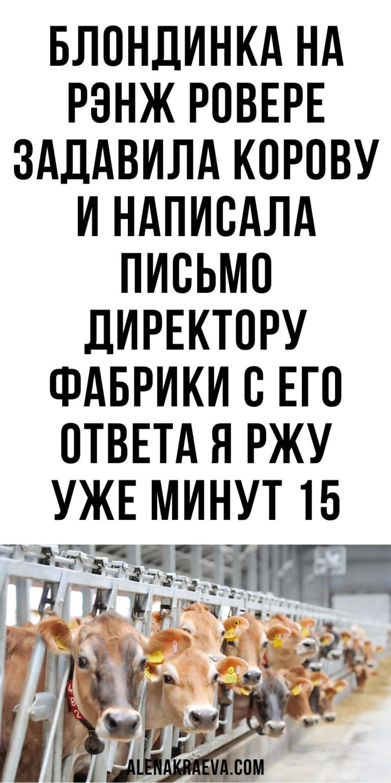 Блондинка на Рэнж Ровере задавила корову и написала письмо директору | alenakraeva.com