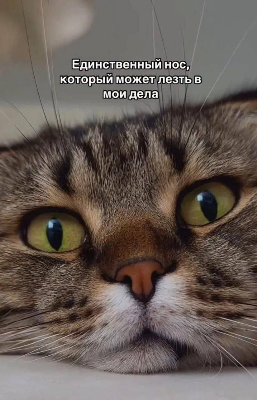 Подписывайся на канал тут мемы каждый день