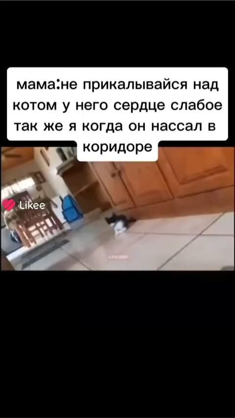 хаззаха у кота инфаркт блядь бедный