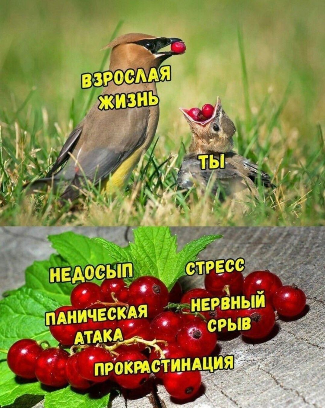 Мемы про взрослую жизнь