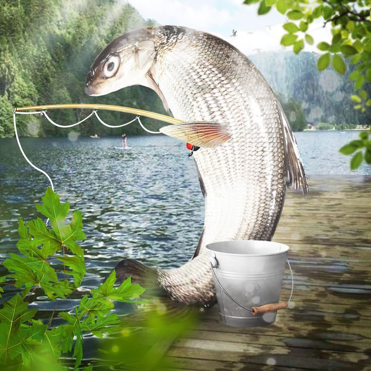 рыба рыбачит