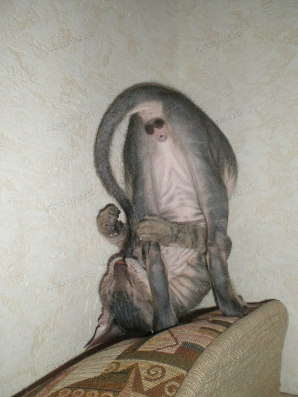 Смешные фотографии наших животных. Часть 4