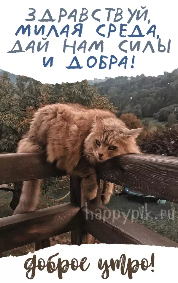 Картинки С добрым утром среды – скачать