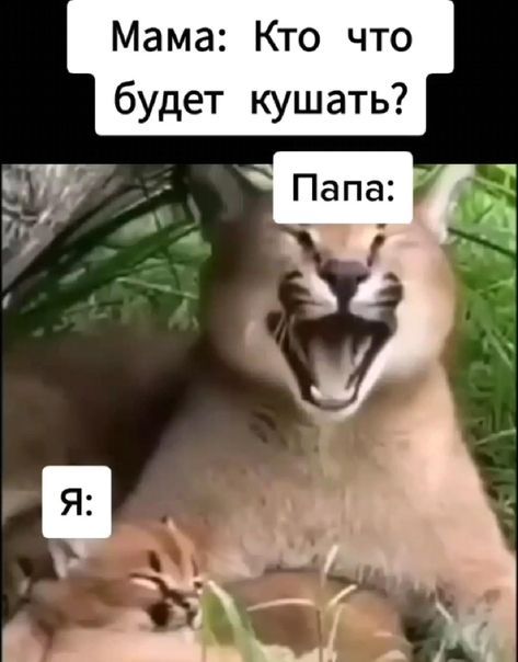 юмор очень смешно 539