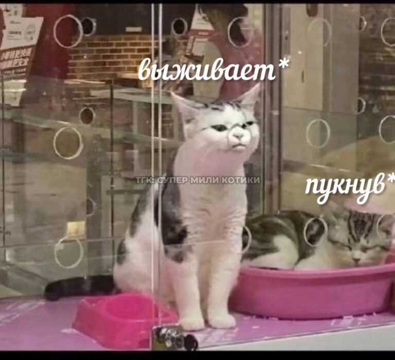 тгк: супер мили котики
