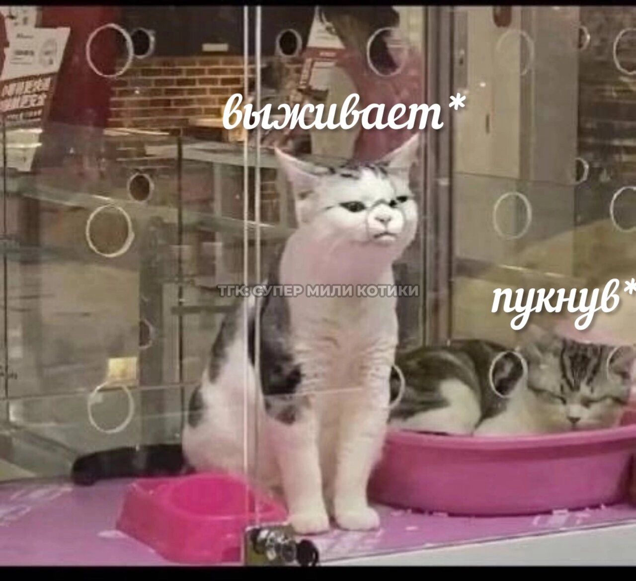 тгк: супер мили котики