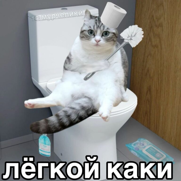 Кот мем